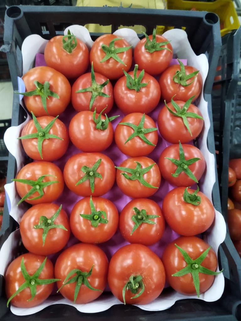 Product image - 🍅 *now we offer FRESH TOMATOES* 🍅

To ensure that you get the best quality and the best price, you have to deal with Alshams company.

We are alshams an import and export company that offer all kinds of agriculture crops.

ORDER OUR PRODUCT NOW🔥

Best Regards

Merna Hesham

Tel: 0020402544299

📞Cell(whats-app) 00201093042965

✉️email :Alshamsexporting@yahoo.com

I hope to be trustworthy for you